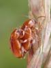 Neocrepidodera sp.